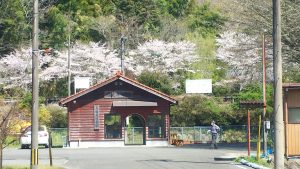 「遊休の駅」大隅大川原は桜が満開